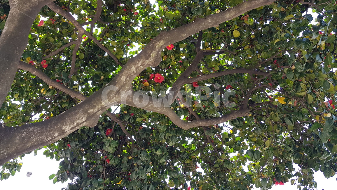 나무,동백꽃,꽃,식물,제주,camellia,tree,jeju,식물,자연,plants,nature,나무,trees,wood