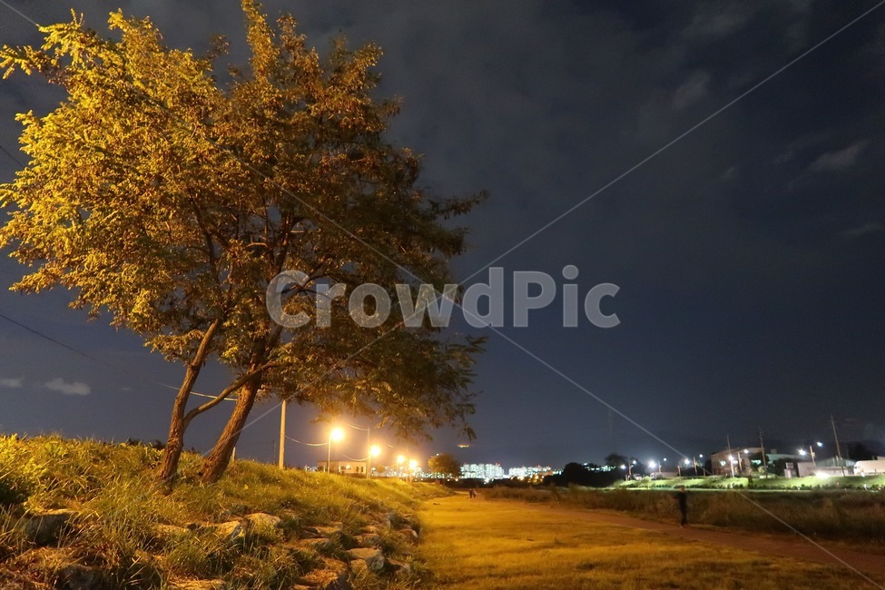 나무,밤,밤산책,산책로,산책,시골,마을,풍경,landscape,country,rural,town,야경,밤,nightscape,night,light,빛,flare,플레어