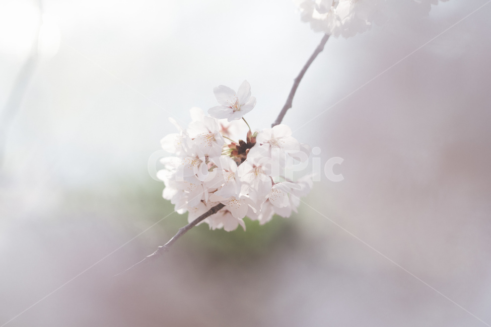 봄꽃,꽃,벚꽃,spring,자연,봄,계절,spring,season,식물,자연,plants,nature,꽃,flower,plant