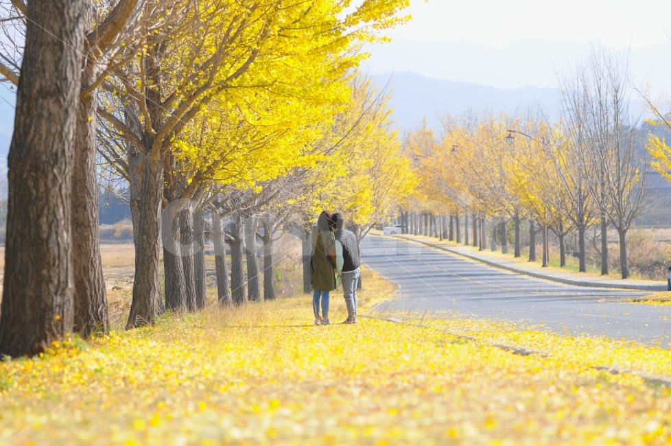 경주,가을,gyeongju,korea,단풍나무,연인,가을,계절,fall,autumn,season,사람,인물,인간,human,person,연인,커플,사랑,lover,couple,tree,나무,plant,식물