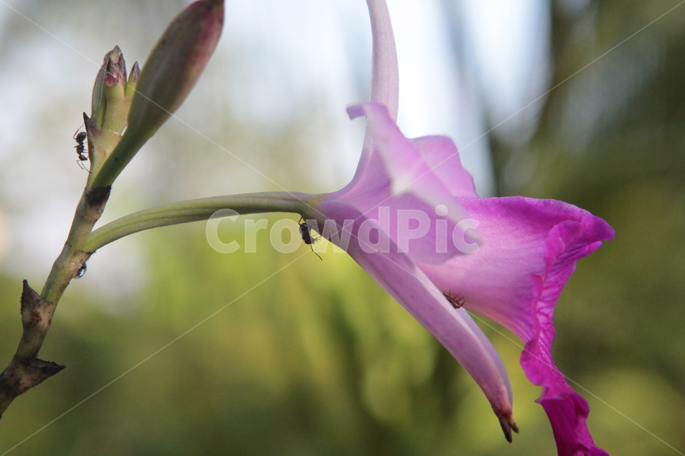 개미,ants,핑크,pink,green,식물,자연,plants,nature,꽃,flower