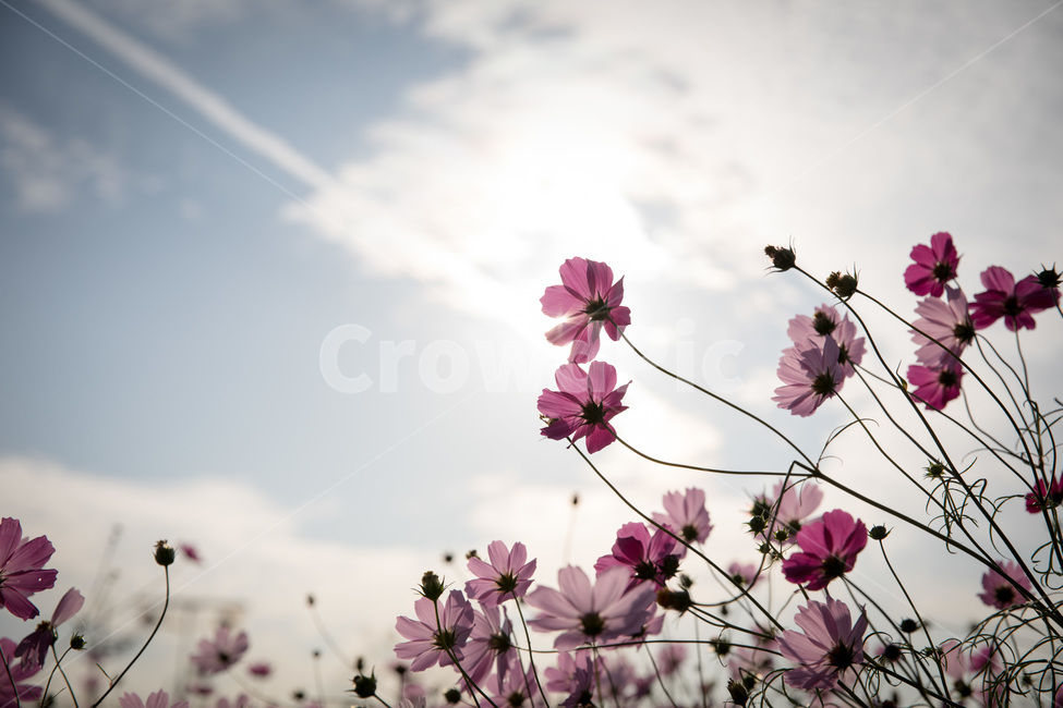 풍경,하늘공원,갈대축제,코스모스,자연,가을,계절,fall,autumn,season,식물,자연,plants,nature,꽃,flower,감성,sensible,feeling,plant,blossom,geranium,제라늄