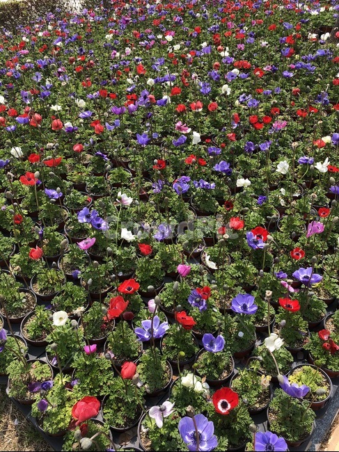 plant,식물,꽃,flower,blossom