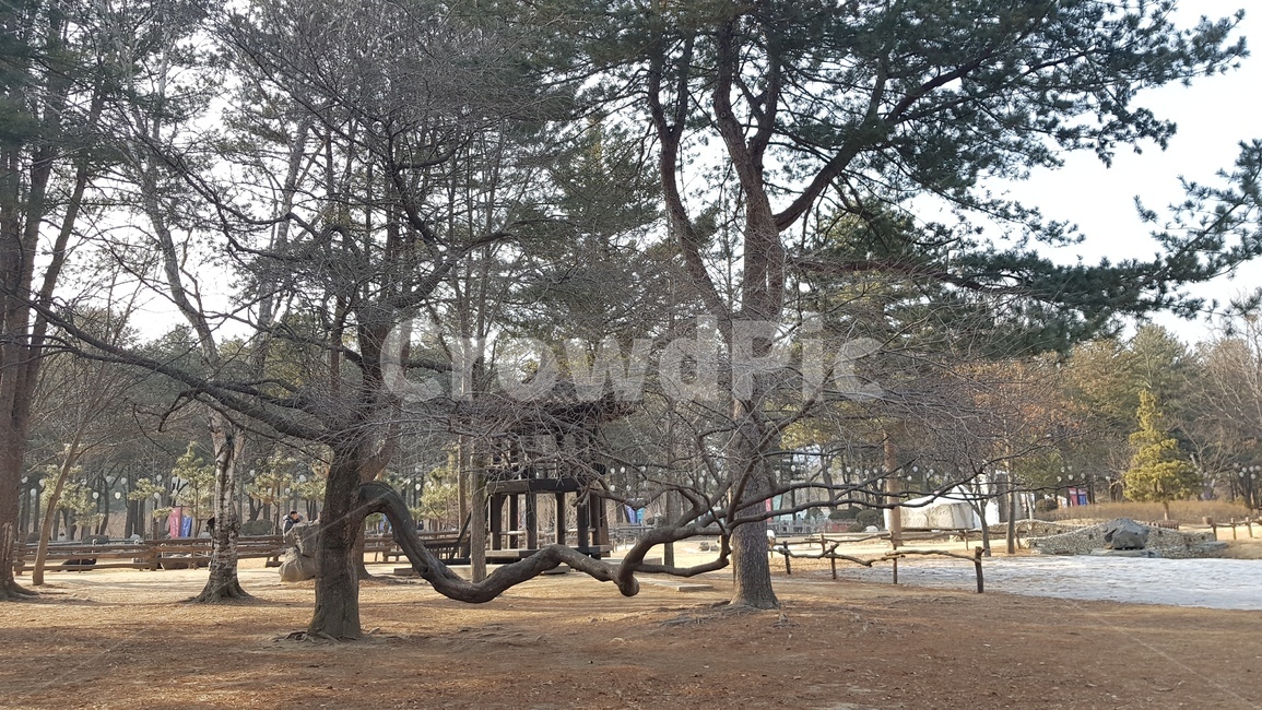 나무,소나무,산,mountain,꺽인나무,자연풍경,pine