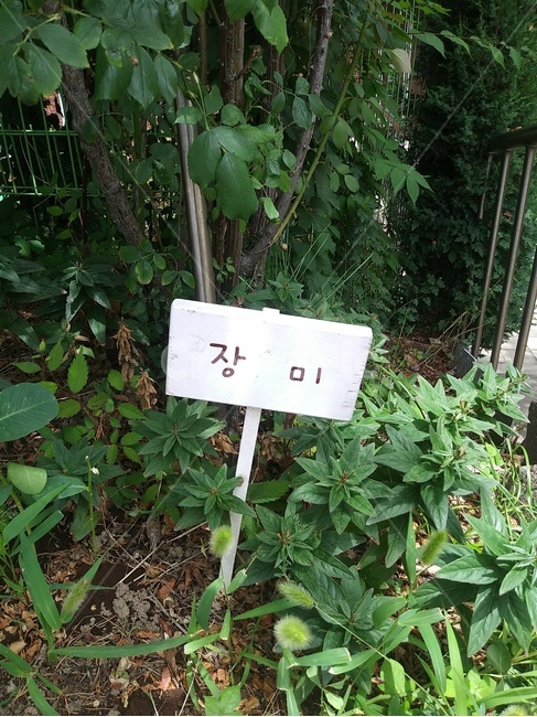 표지판,손글씨,plant,식물,garden,정원