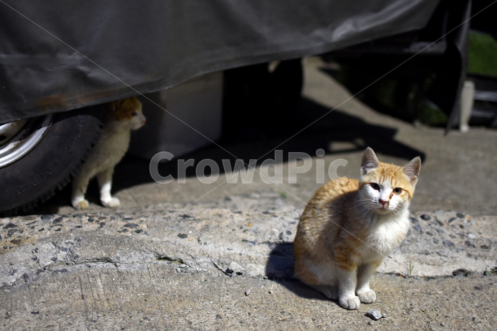 고양이,개냥이,길고양이,애완동물,반려동물,동물,animal,포유류,mammal,고양이,cat,kitten,kitty