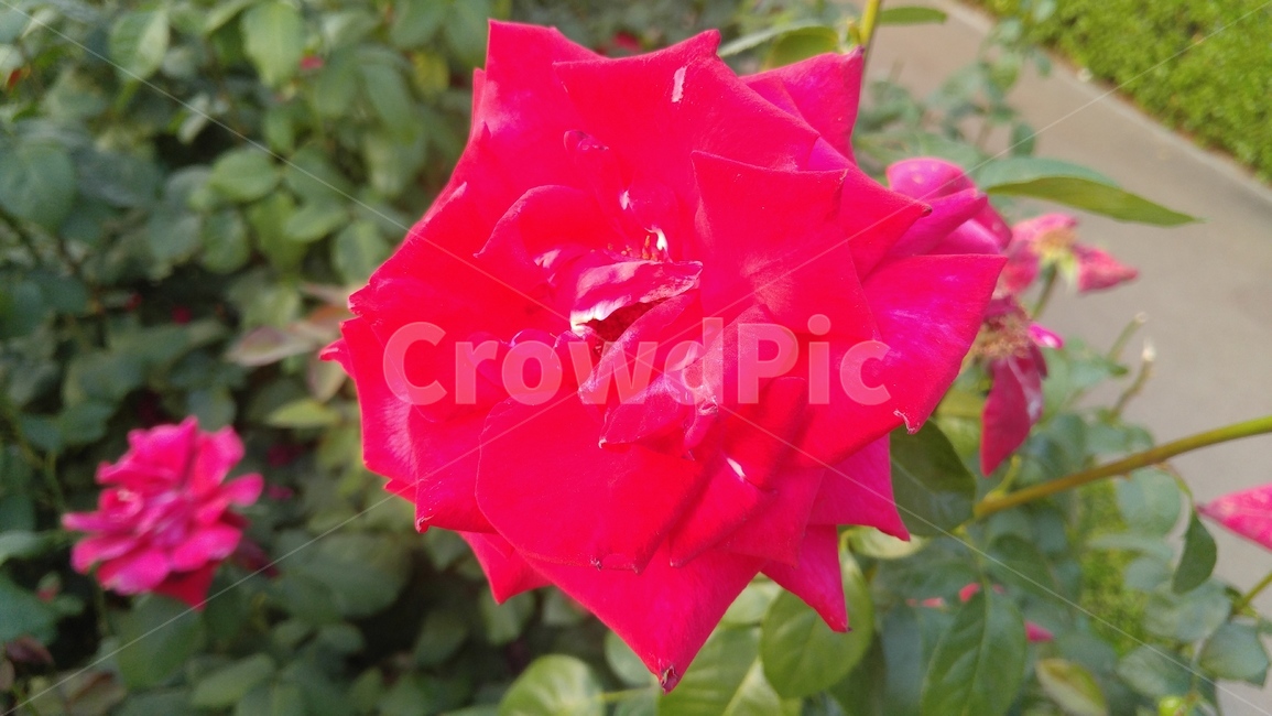 장미,붉은장미,꽃,붉은색,녹색,장미축제,식물,배경,감성,계절,사랑,rose,redroses,flower,red,green,rosefestival,flants,background,emotional,season,love