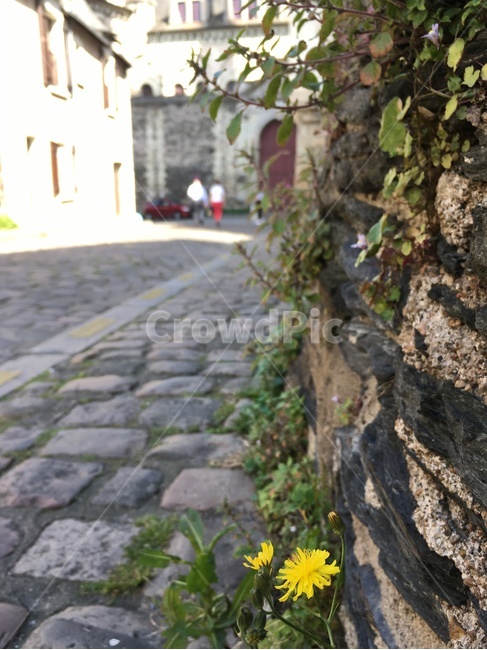 골목길,골목,길,조약돌,집,건축,벽,담장,꽃,식물,앙제,프랑스,alley,road,cobblestone,house,architecture,wall,stonewall,flower,plant,angers,france
