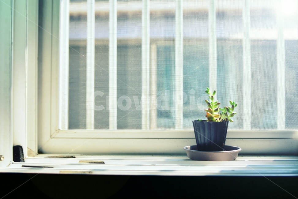 햇빛,따사로운,화분,유리창,빛내림,감정,느낌,느낌사진,감성,감성사진,포토,photo,창문,창문사이,봄,봄날씨,spring,view,sight,springtime,봄날,식물,자연,plants,nature,실내용화초,화분,화초,house plant,감성,sensible,feeling,휴식,힐링,rest,relaxation,healing,인테리어,실내디자인,interior design,사물,물건,오브젝트,thing,object,matter