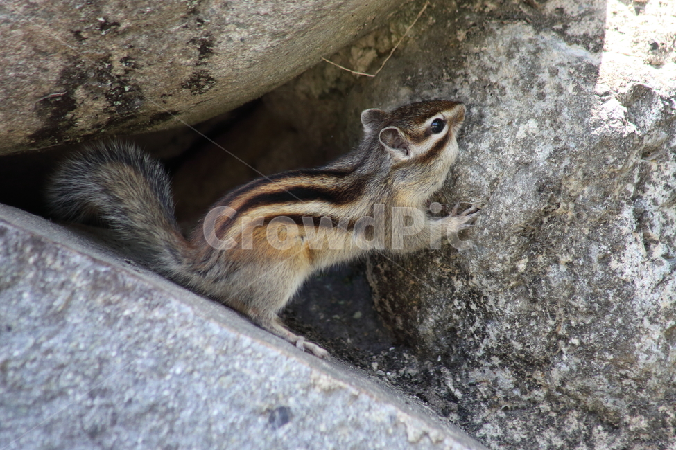 다람쥐,줄무늬다람쥐,동물,squirrel,chipmunk,한국다람쥐,Siberianchipmunk