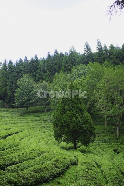 외톨이나무,녹차밭,초록,보성,나무사진,풍경사진,여름,자연,풍경,nature,landscape,한국자연풍경,한국자연경관,korea nature landscape,식물,plants,나무,trees,wood,산업,industry,industrial,농업,농사,agriculture,farming,farming industry,plant,tree,fir,전나무,abies,아비,field,들,outdoors,옥외