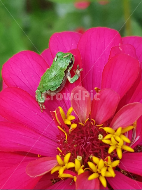 청개구리,개구리,백일홍,꽃,파충류,귀여운,flog,식물,자연,plants,nature,꽃,flower,파충류,양서류,reptile,amphibian