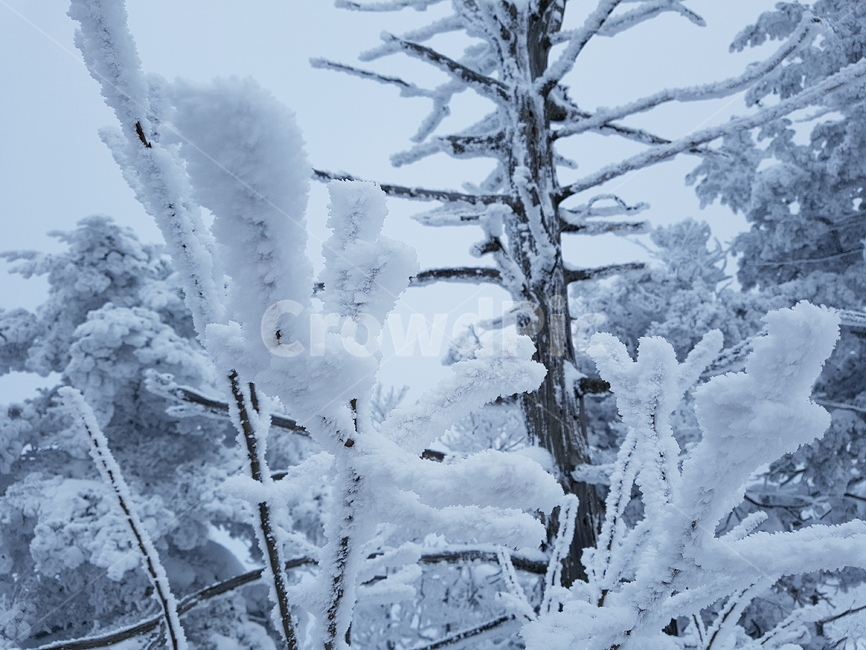 눈,눈꽃,겨울,상고대,스키장,snow,겨울,계절,winter,season