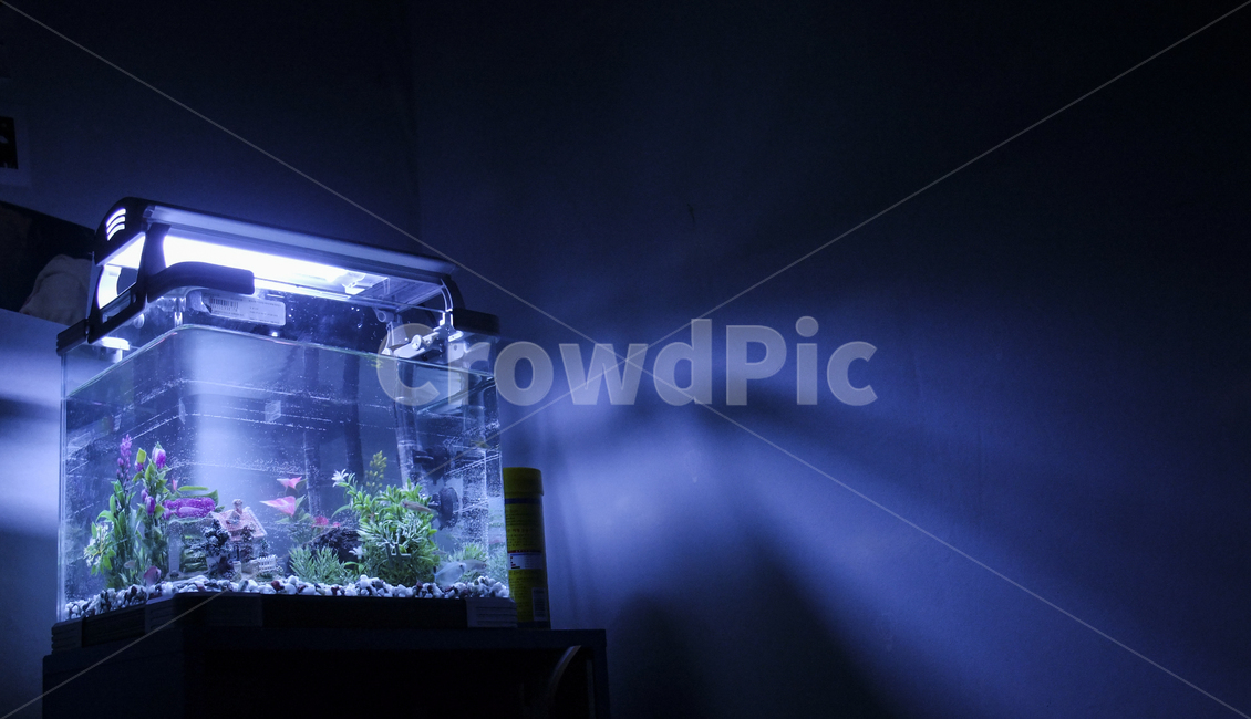 어항,어두운,조명,비추는,빛나는,lighting,fishbowl,dark,어두운방,빛,실내,공간,어둠