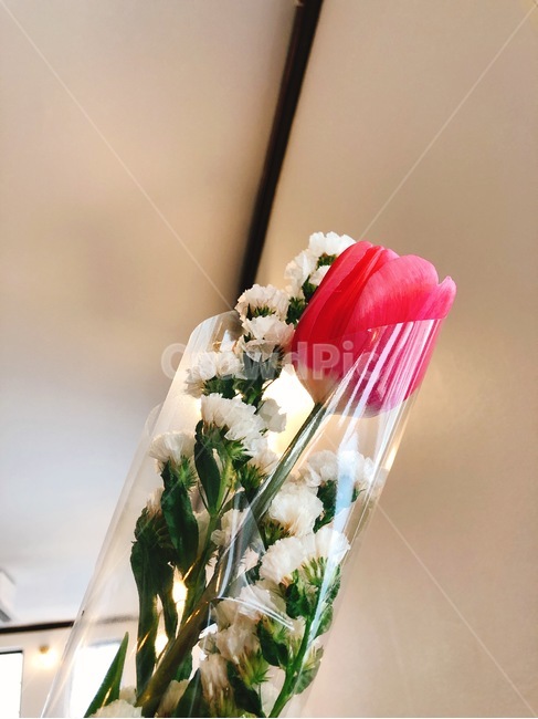 튤립,꽃다발,꽃,봄,플라워,flower,분홍,꽃,flower,기념일,축하,anniversary,congratulation,celebrate,celebration