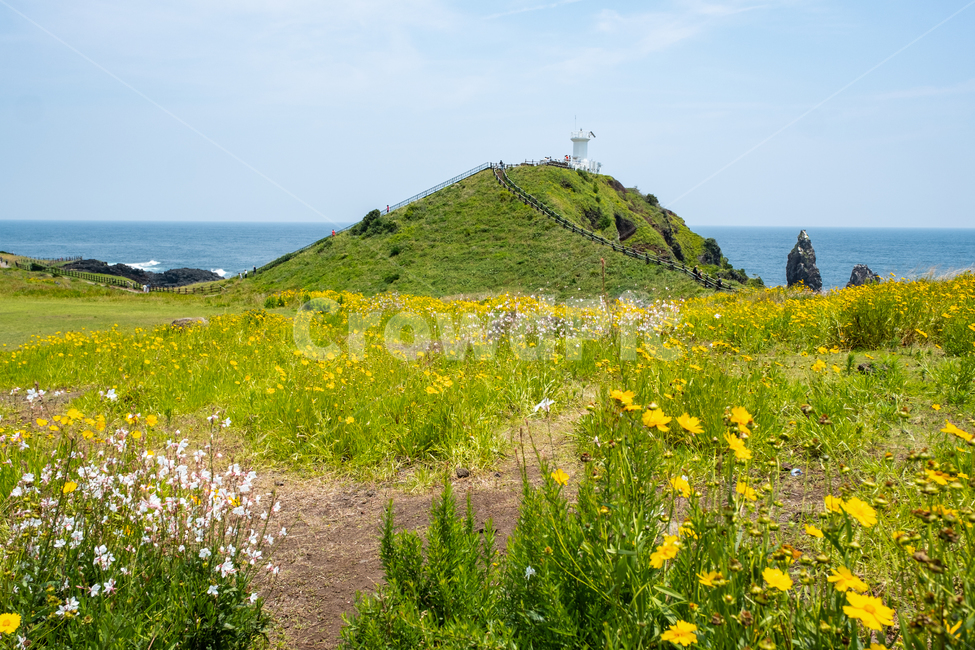 제주도,자연,제주,섬,평화,풍경,아름다운풍경,nature,jeju,섭지코지,들판,풀,꽃,field,outdoors,자연,풍경,nature,landscape,제주도,jeju,jeju island,옥외,grassland,목초지,들