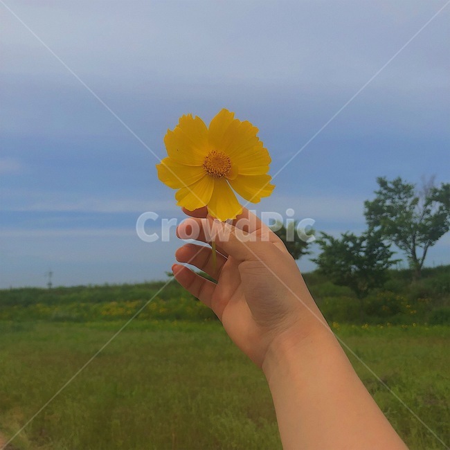 꽃,금계국,손,flower,coreopsis