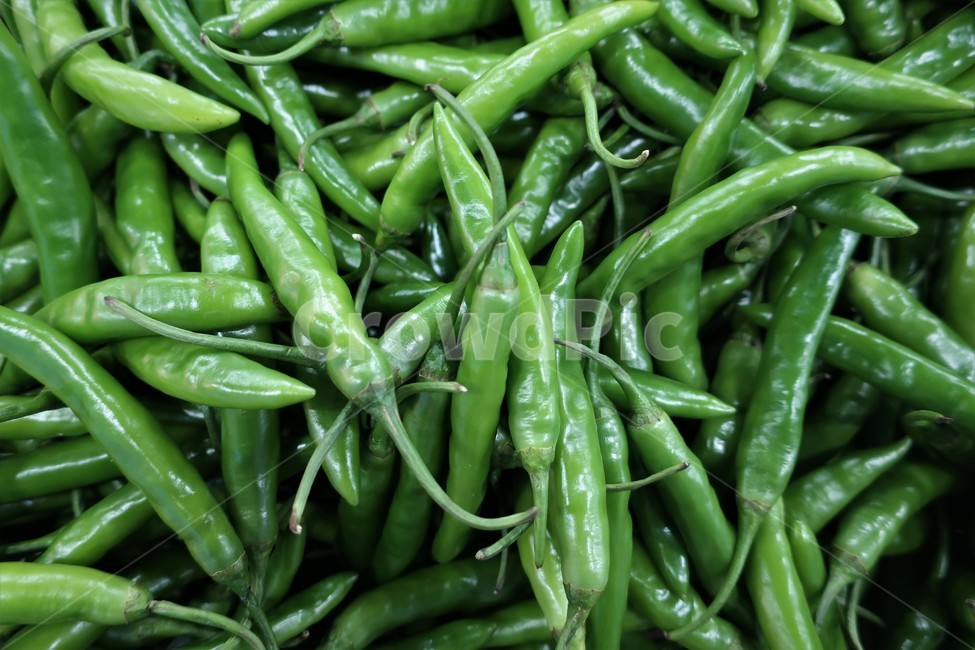 고추,녹색,채소,야채,식재료,식자재,농산물,작물,수확,열매,채소,야채,vegetables