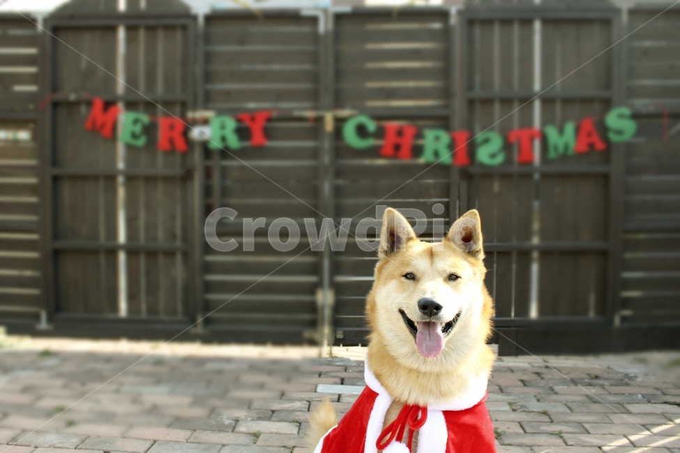 크리스마스,반려견,가족,사랑,산타,겨울,계절,winter,season,동물,animal,포유류,mammal,개,강아지,dog,doggy,기념일,축하,anniversary,congratulation,celebrate,celebration,메리크리스마스,성탄절,merry christmas