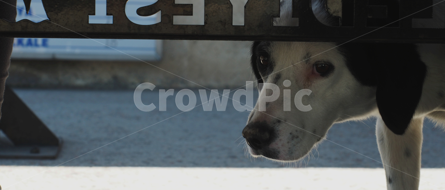 강아지,유기견,귀여움,동물,개,dog,street,abandoneddogs,동물,animal,포유류,mammal,개,강아지,dog,doggy