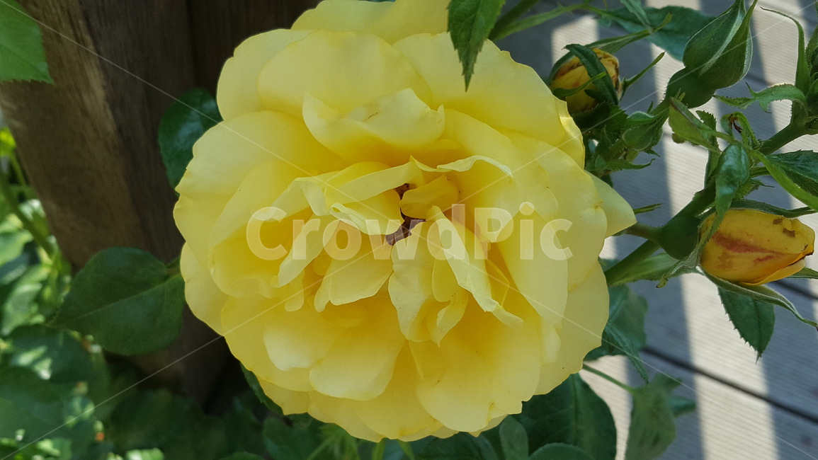 자연,환경,장미,꽃,화명동장미공원,장미공원,flower,rose,tree,나무,자연환경