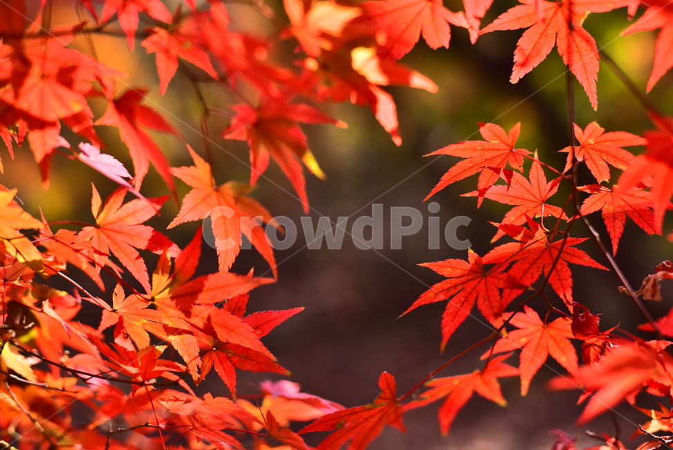 가을,단풍,단풍잎,가을분위기,가을감성,감성풍경,느낌,필링,feeling,emotional,sensible,가을배경,계절,시즌,autumn,fall,background,maple,outdoor,야외,옥외,아웃도어,자연,배경,바탕,백그라운드,환경,tree,plant,leaf,natural,environment,forest,힐링,healing,잎,낙엽,빨강색,노랑색,red,가을,계절,fall,autumn,season,식물,나무