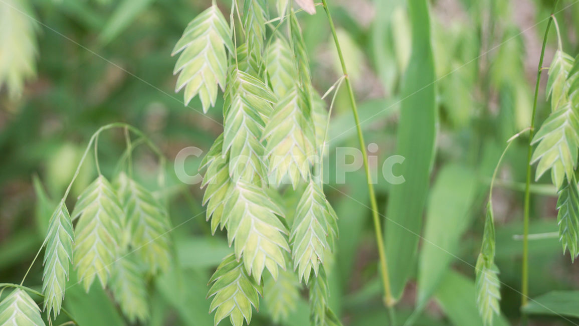 배경화면,나뭇잎,잎,식물,줄기,plant,leaf,초록잎