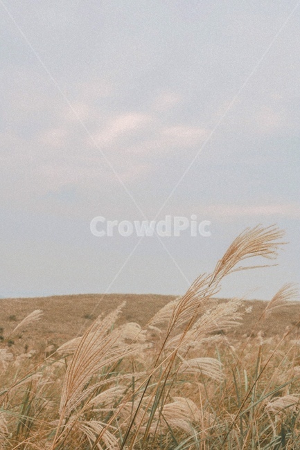식물,잔디,갈대,가을,배경,plant,grass
