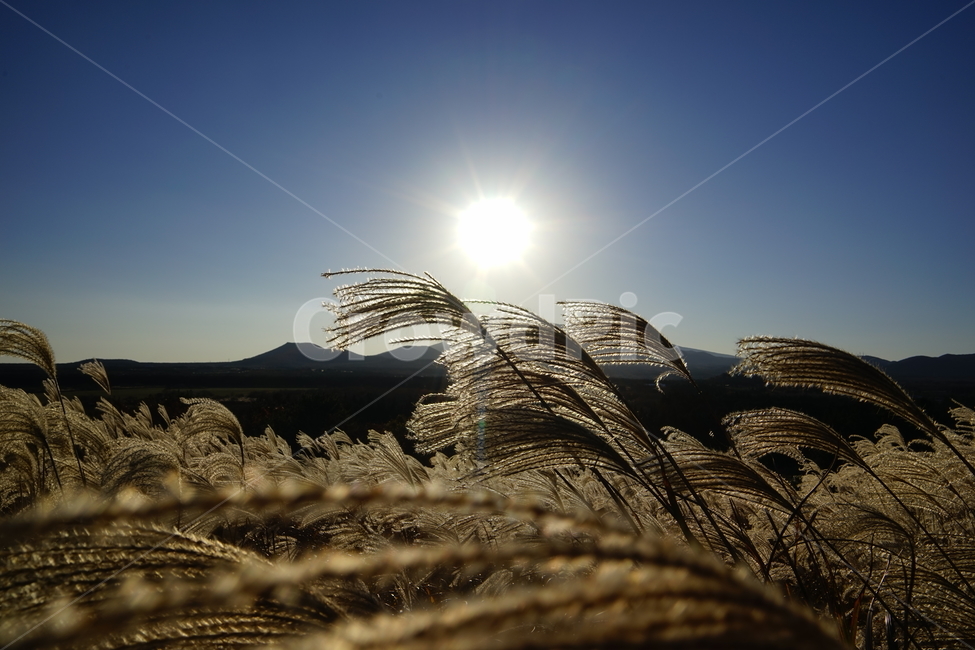 산굼부리,제주도,억새,갈대,가을하늘,뙤양볕,화창한,autumn,reed,sunnyday,shine,오름,가을,계절,fall,autumn,season,자연,풍경,nature,landscape,plant,식물,grass,잔디,lawn