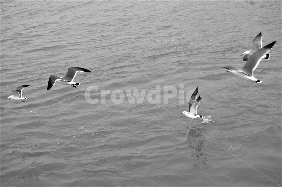 갈매기,갈메기떼,을왕리,바다,비행,동물,animal,조류,새,birds