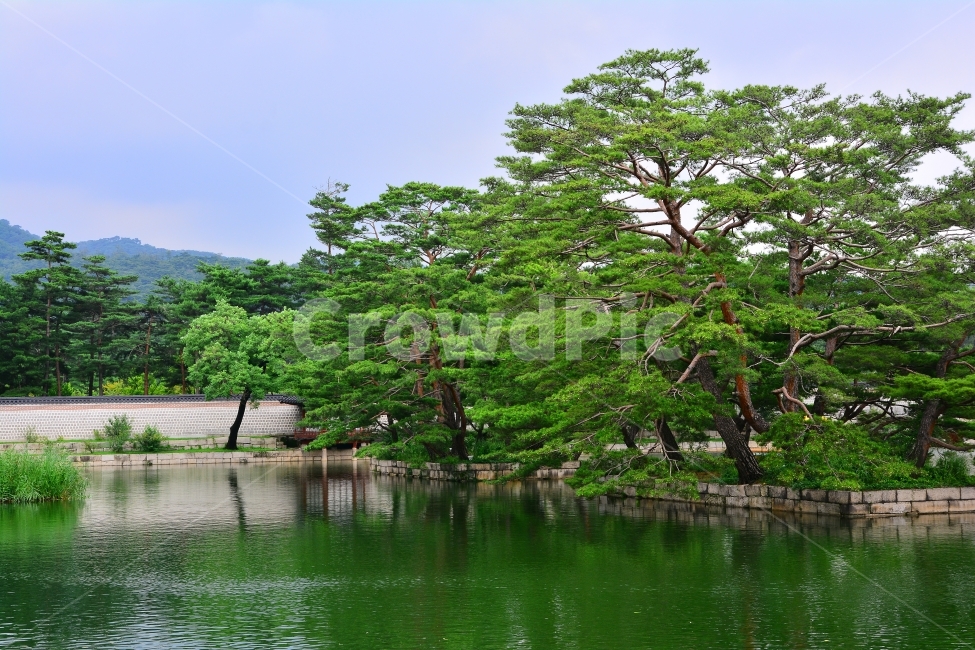 경복궁,경회루,물,인공연못,고궁,서울,명소,관광지,투어,민속,보존,역사,HISTORY,HOUSE,SEOUL,TOUR,CULTURE,TRADITIONAL,KOREA,한국,가볼만한곳,한국의미,아름다움,임금,왕,조선시대,궁궐,정원,소나무,코리안,돌담,반영,반사,힐링,한국전통,한국문화,korean traditional,korean culture,랜드마크,landmark,tourist attraction,한국랜드마크,한국관광지,한국명소,korea landmark,korea tourist attraction,식물,자연,plants,nature,나무,trees,wood