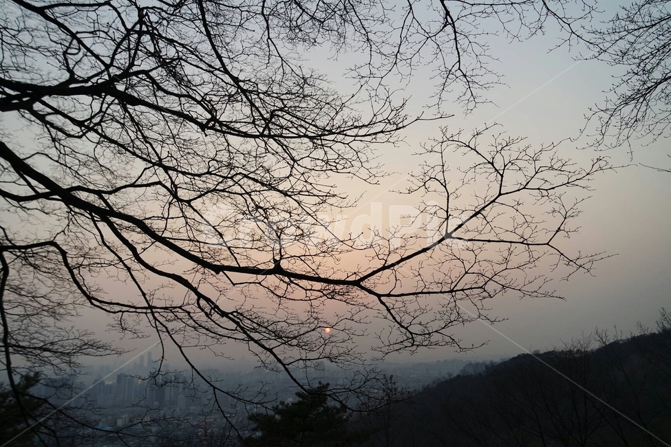 나무,나뭇가지,노을,해질녘,자연,감성,하늘,태양,해,tree,bough,twig,nature,sun,eveningglow,옥외,outdoors,silhouette,실루엣,scenery
