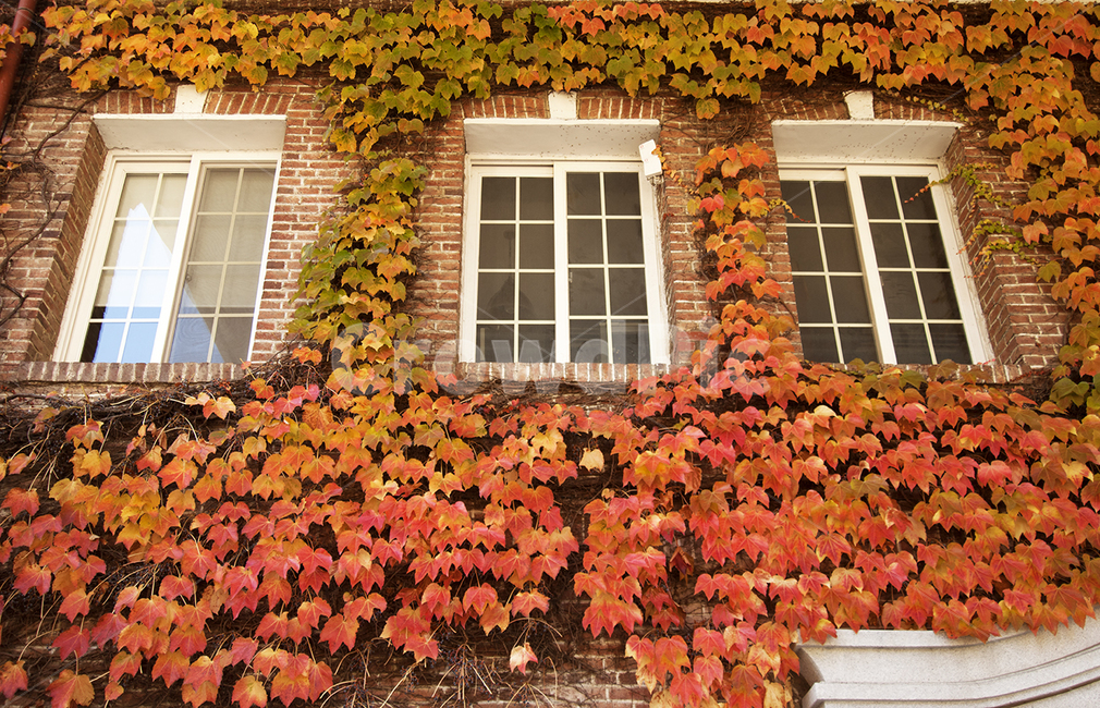 자연,식물,담쟁이,창문,가을,가을,계절,fall,autumn,season,leaf,잎,plant