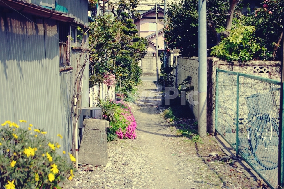 꽃,flower,노랑,yellow,길,골목,alley,봄,spring,골목길,alley,감성,sensible,feeling,빈티지사진,빈티지느낌,빈티지감성,vintage,outdoors,옥외,garden,정원