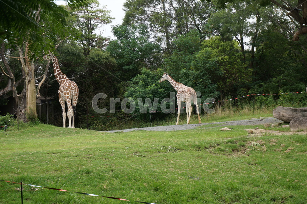 기린,동물,동물원,zoo,animal,동물,animal,포유류,mammal