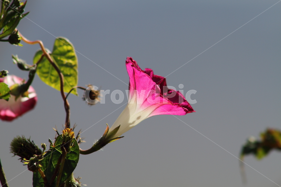 나팔꽃,꽃,식물,야생화,morningglory,식물,자연,plants,nature,꽃,flower