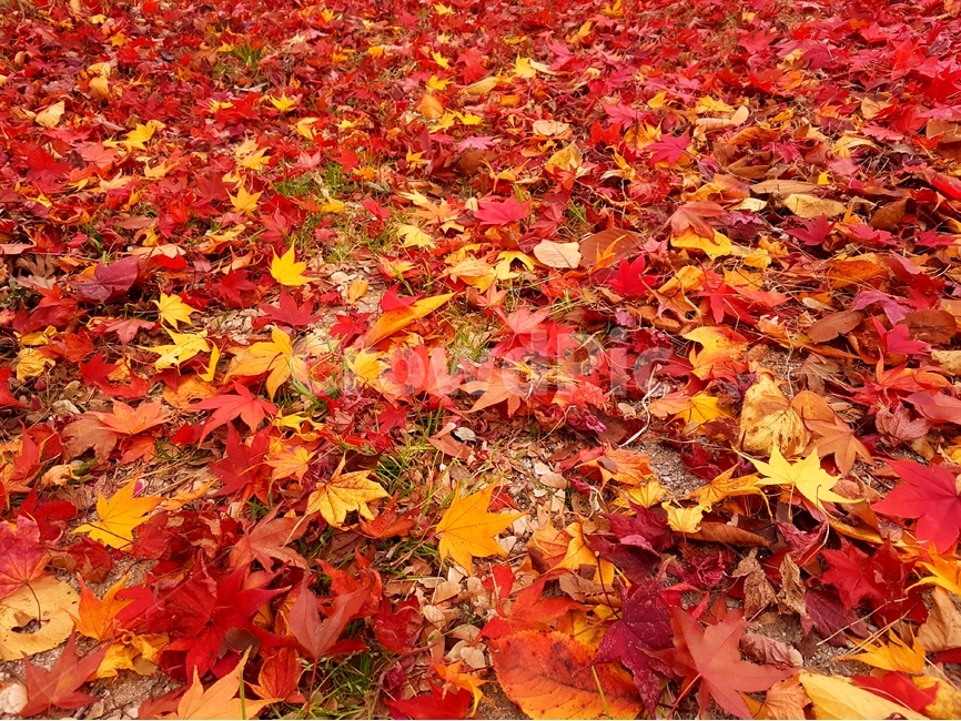 단풍,가을,풍경,빨강,맑음,자연,가을,계절,fall,autumn,season,식물,자연,plants,nature,leaf,잎,plant,tree,나무,maple