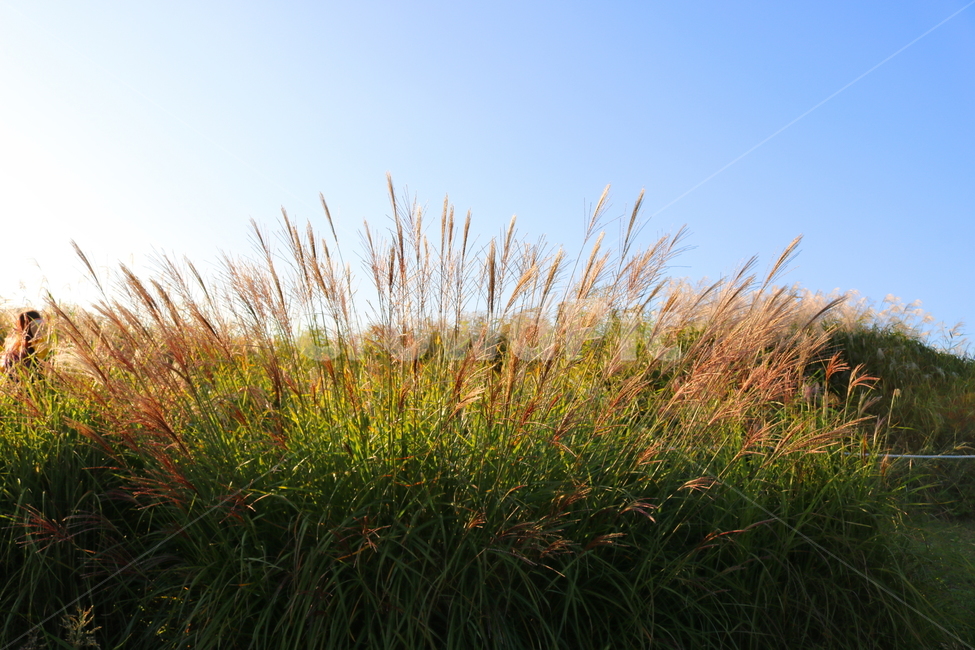 억새,억새풀,식물,자연,가을,벼과,가을,계절,fall,autumn,season,자연,풍경,nature,landscape,plant,grass,잔디,lawn,reed,갈대