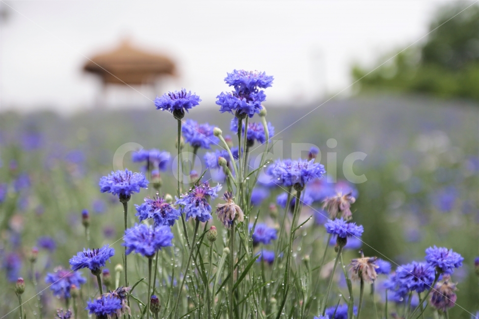 수레국화,꽃,비,감성사진,봄비,봄,식물,자연,plants,nature,꽃,flower