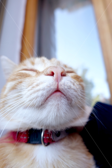 고양이,코,길고양이,동물,털,cat,animal,hair,cute