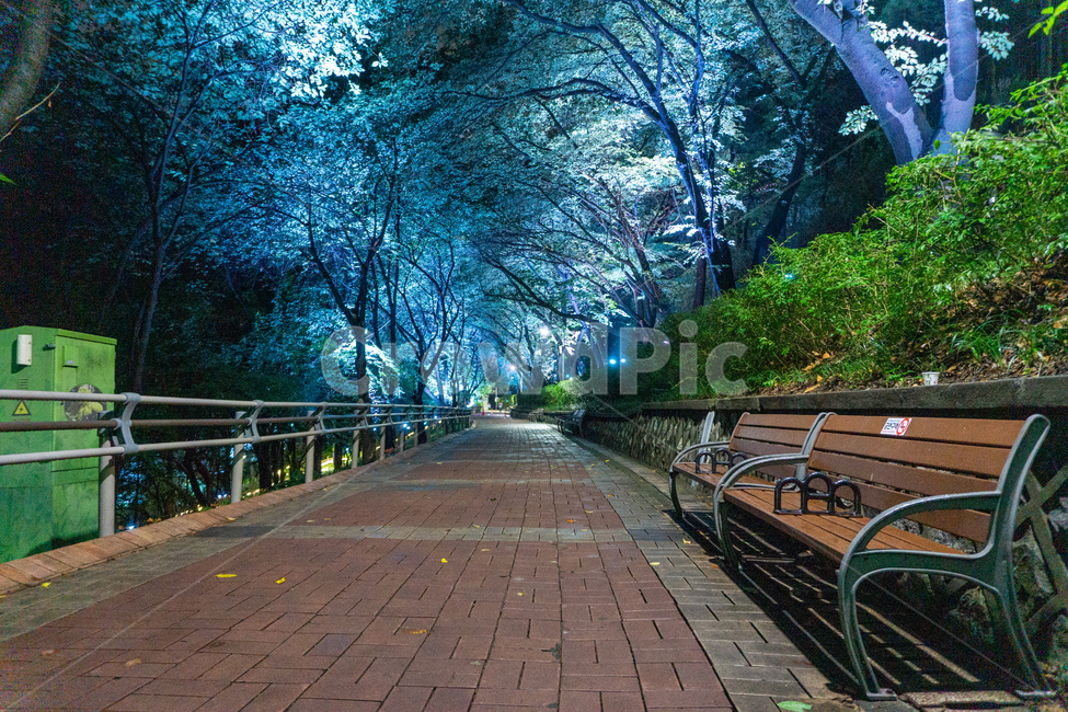 인천,자유공원,야경,led,조명,야간,동인천,차이나타운,숲,나무,공원,산책,산보,산길,오솔길,통로,보도,숲속,형형색색,forest,path,lane,trail,walkway,길,수풀,벤치,의자,bench,자연,park,tree,nature,풍경,landscape,scenery,scene,view,night,nightview,nightscene,lighting,illumination,lamp,light,colourful