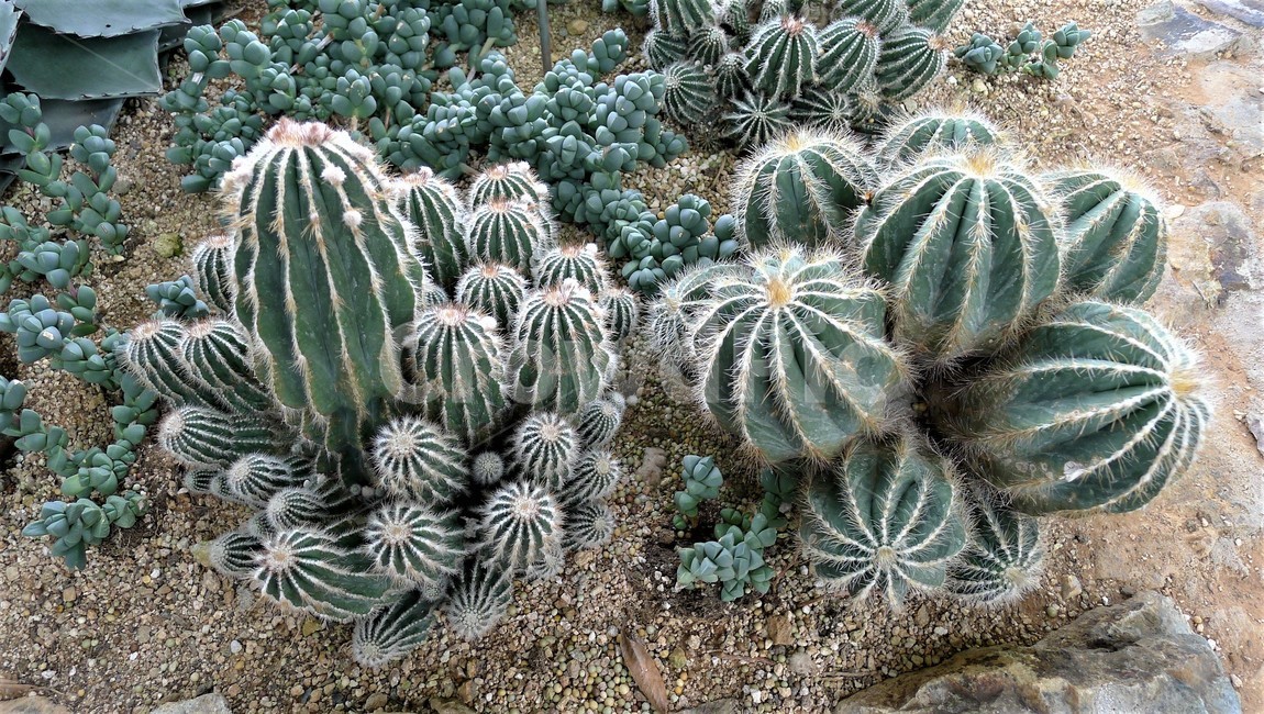 선인장,식물,자연,군집,여름,오묘,신비,식물,자연,plants,nature