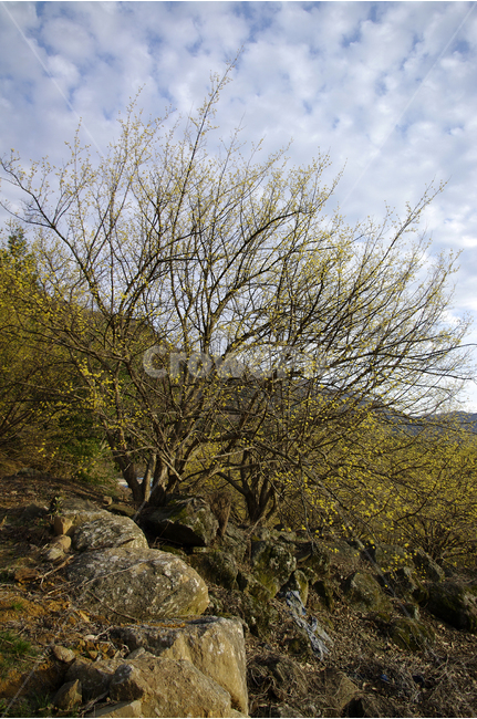산수유,나무,하늘,꽃봉오리,봄,봄날,봄풍경,봄꽃,감성,spring,flower,봄길,산책,봄나들이,식물,꽃,구름,봄,계절,spring,season,자연,풍경,nature,landscape