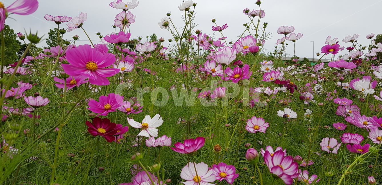 가을꽃,가을,코스모스,꽃축제,꽃,식물,자연,plants,nature,꽃,flower
