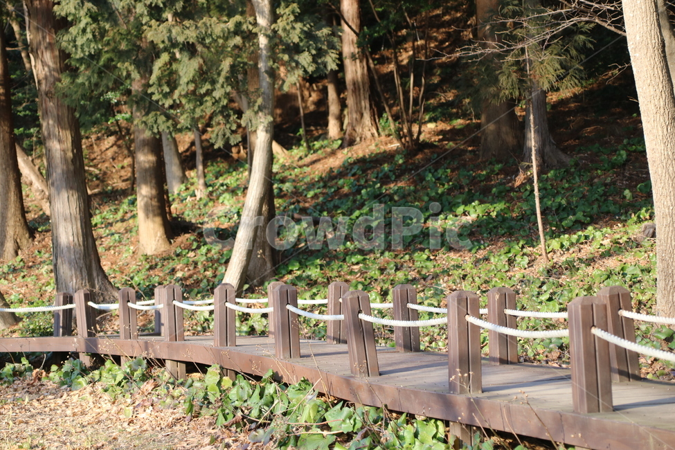 자연,숲,나무,길,쉼표,자연,풍경,nature,landscape,tree,plant,식물