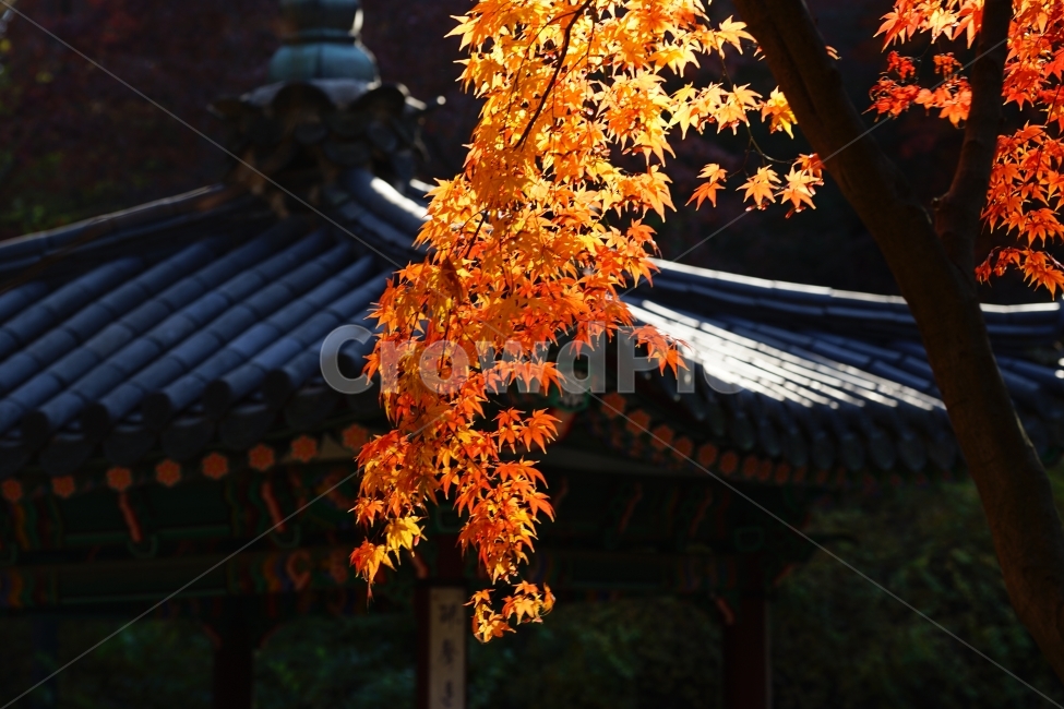 고궁,단풍,창덕궁,가을,이미지,풍경,가을,계절,fall,autumn,season,한국전통,한국문화,korean traditional,korean culture,식물,자연,plants,nature,나무,trees,wood,leaf,잎,plant,tree,maple