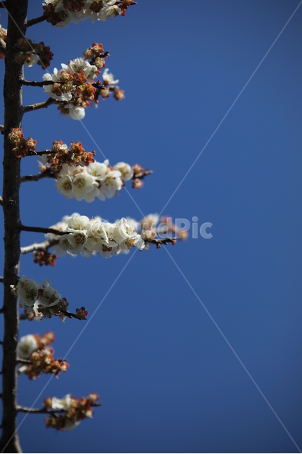 봄,꽃,봄꽃,매화,매화꽃,하늘,봄,계절,spring,season,식물,자연,plants,nature,꽃,flower,plant