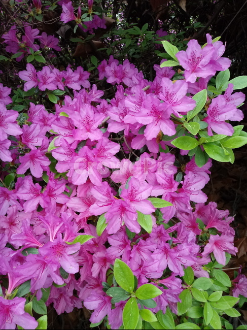 철쭉,smilerosebay,진달래과,식물,봄꽃,개꽃나무,springseasonflower,척촉화,낙엽관목,관상용