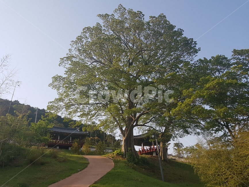 풍경,나무,한옥,전통,자연,자연,풍경,nature,landscape,한국자연풍경,한국자연경관,korea nature landscape,한국전통,한국문화,korean traditional,korean culture,plant,식물,tree,tree trunk,나무 줄기