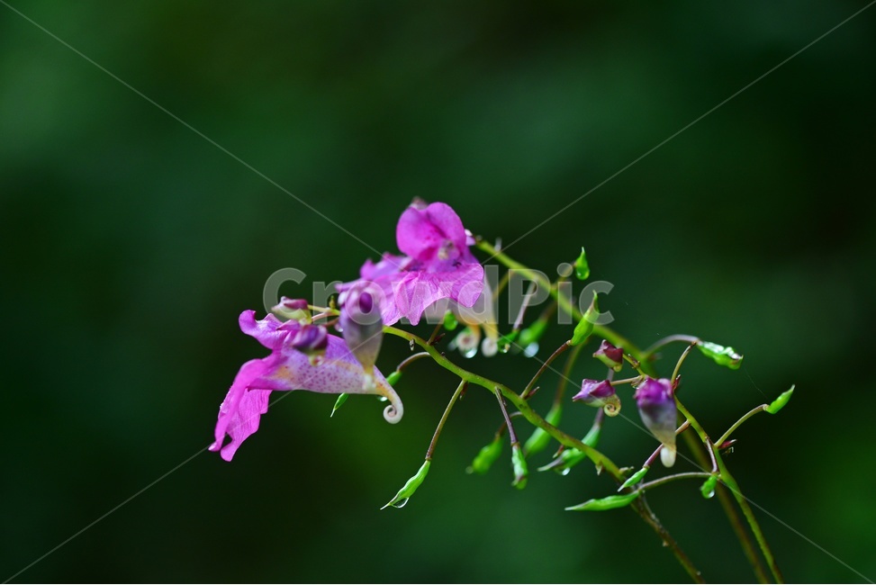 plant,식물,blossom,flower,꽃,물봉선화